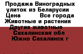 Продажа Виноградных улиток из Беларусии › Цена ­ 250 - Все города Животные и растения » Другие животные   . Сахалинская обл.,Южно-Сахалинск г.